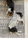 IMG_6438 normaal.jpeg