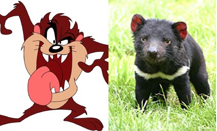 Tasmanian_Devil_compilatie_426_258.jpg