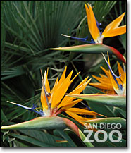 bird_of_paradise1.jpg