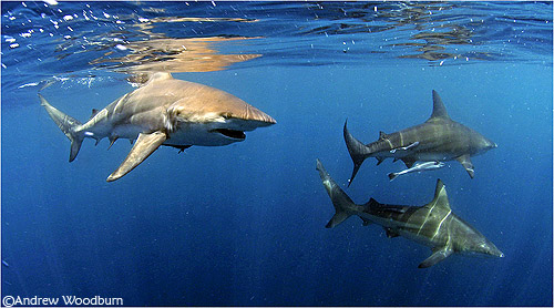 shark%20surface%203%20s.jpg