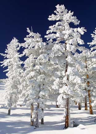 Snow-Clad-Trees-thumb.jpg