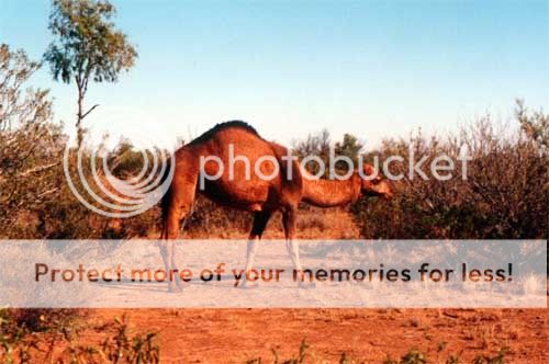 SA-camels2.jpg