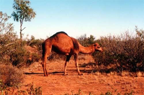 SA-camels2.jpg