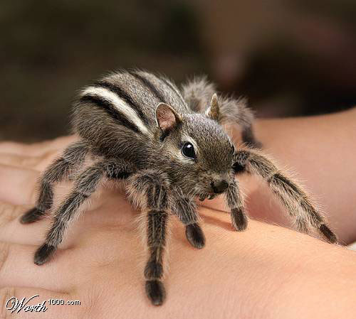 spider-squirrel.jpg