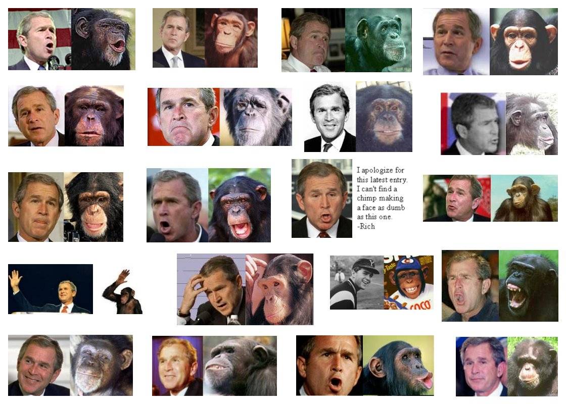 bush_or_chimp.jpg