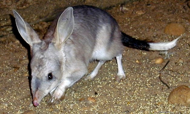 c_bilbies_at_night_5.JPG