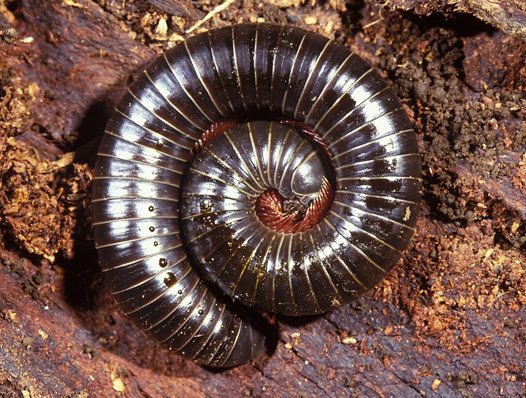 Spirobolid-Millipede_2_big.jpg