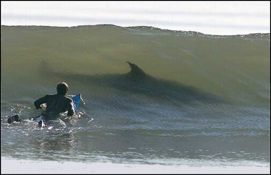 shark.jpg