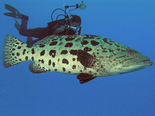 Epinephelus_tukula.jpg