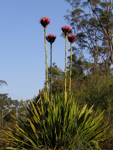 Doryanthes+2.JPG