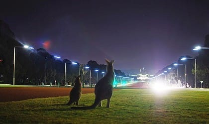 Art-Kangaroos.jpg