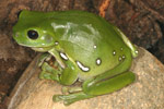 0503-LF-frog-Litoria_caerulea-000402_5606.jpg