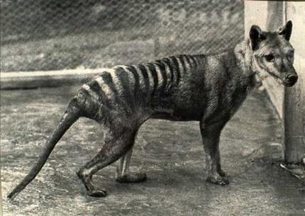 tasmanian_tiger_wideweb__430x305.jpg