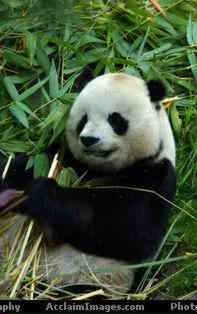 giant_panda_bearA.jpg