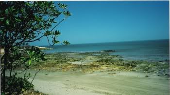 aralia2.jpg