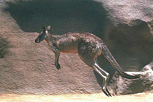 SDZ_0157-Kangaroo-Jumping.jpg