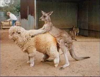 kangarooandsheep.jpg