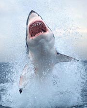 031124_breachingshark2.jpg