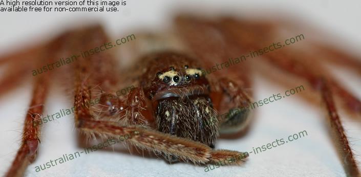 huntsman-spider.jpg