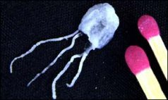 irukandji-jellyfish-04.jpg