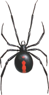 redbackspider100.gif