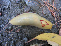 wallaraslugbc5.jpg