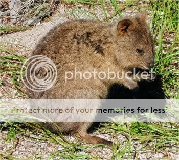 quokka1.jpg