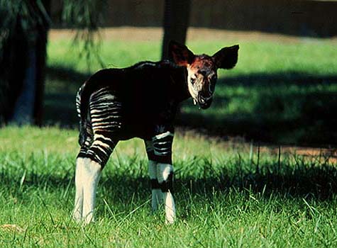 okapi.jpg