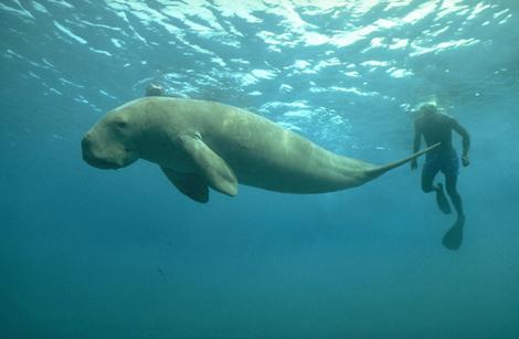 10721467-dugong.jpg