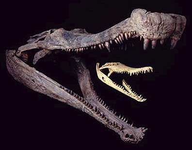 Super-Croc-skull.jpg