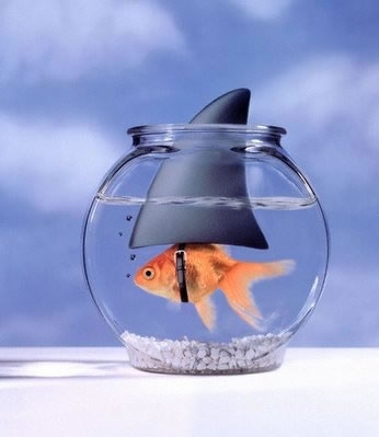 Goldfish-Shark.jpg